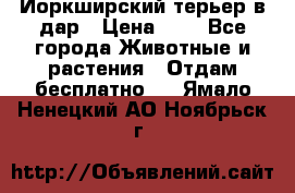 Йоркширский терьер в дар › Цена ­ 1 - Все города Животные и растения » Отдам бесплатно   . Ямало-Ненецкий АО,Ноябрьск г.